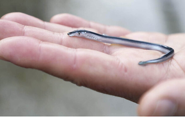 Juvenile Kanakana.