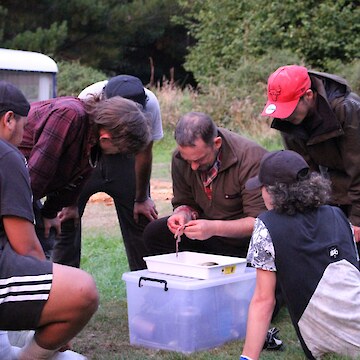 Matt Dale dissecting a trout and showing tauira.