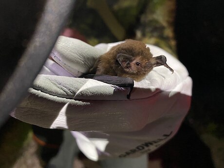 Pekapeka-tou-roa (long tailed bat).