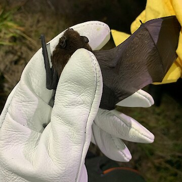 Ian Davison-Watts showing and explaining Pekapeka-tou-roa (long tailed bat) wings.