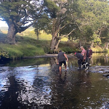 Kaloni Taylor, Josh Aitken, Matt Dale, Josiah Kawana and Moi (kurī) collecting the hinaki the morning after.