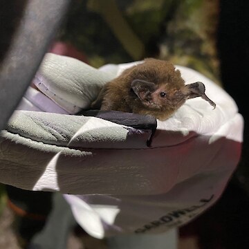 Pekakepa-tou-roa (long tailed bat).