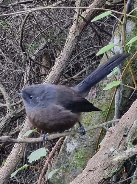 Our companion the black pīwakawaka (fantail)