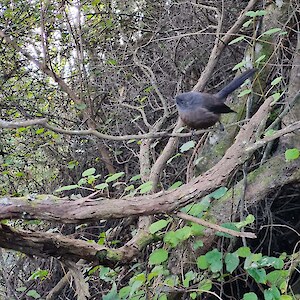 Our companion the black pīwakawaka (fantail).