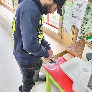 Raniera Smyth extracting kōtukutuku (tree fuchsia) seeds.