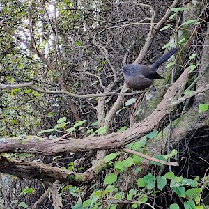Our companion the black pīwakawaka (fantail).