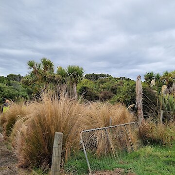 Land that has been restored to native forest.