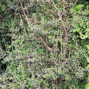Mingimingi (Coprosma propinqua).