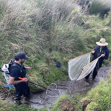 Raniera Smyth and Josiah Kawana electrofishing.