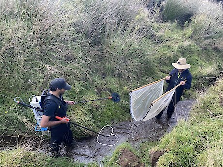 Raniera Smyth and Josiah Kawana electrofishing.