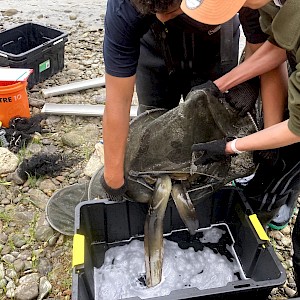 Tauira placing tuna in a bucket mixed with water and clove oil.