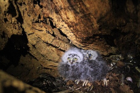 Morepork chicks spotted at the Forest Hill Reserve.