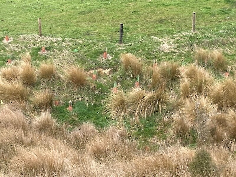 Riparian vegetation planted by New Vale Coal.