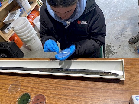 Hannah Thorburn from Hokonui Rūnanga taking data and samples from kanakana. Photo by Hokonui Rūnanga.