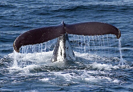 The fluke of a paikea. Paikea have light bellies and the underside of their tail fluke is also pale, while parāoa are a uniform dark colour. © Dr Regina Eisert.